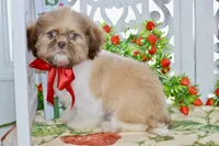 Brett, a male Shih Tzu for sale in Anderson, MO – 8 of 8