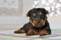 Frank, a male Silky Terrier for sale in Anderson, MO – 6 of 8