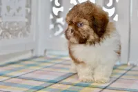 Brett, a male Shih Tzu for sale in Anderson, MO – 5 of 8
