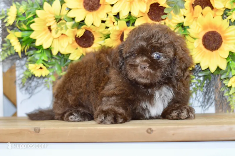 Kaycee – Shih Tzu puppy for sale in Anderson, MO
