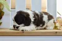 Remi, a female Cocker Spaniel for sale in Anderson, MO – 5 of 8