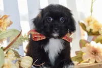 Polo, a female Shihpoo for sale in Anderson, MO – 7 of 10