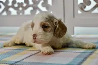 Charles, a male Cockapoo for sale in Anderson, MO – 7 of 8