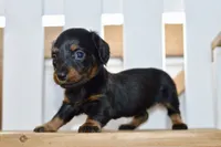 Gitty, a female Dachshund for sale in Anderson, MO – 7 of 8