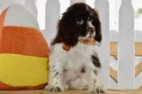 Robyn, a female Cocker Spaniel for sale in Anderson, MO – 3 of 8
