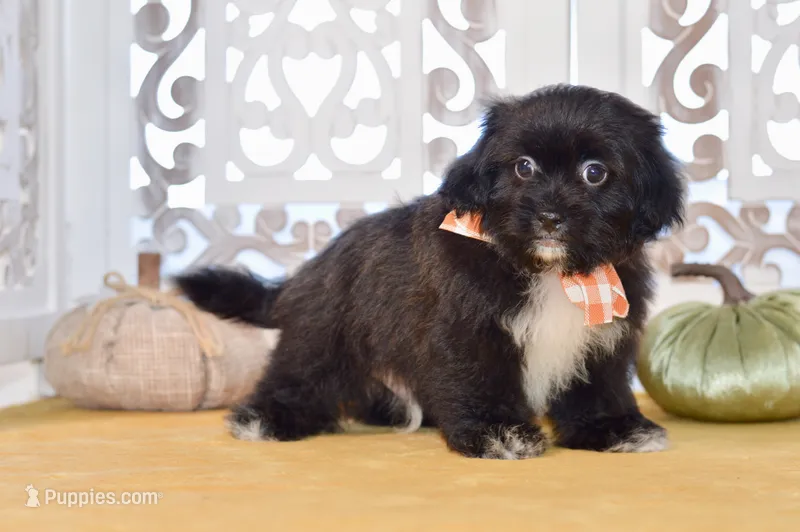 Polo – Shihpoo puppy for sale in Anderson, MO