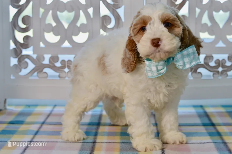 Charles – Cockapoo puppy for sale in Anderson, MO
