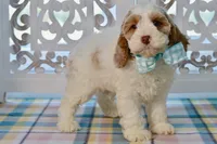 Charles, a male Cockapoo for sale in Anderson, MO – 1 of 8