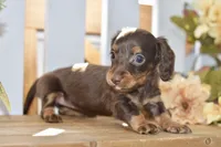 Coco, a female Miniature Dachshund for sale in Anderson, MO – 4 of 8
