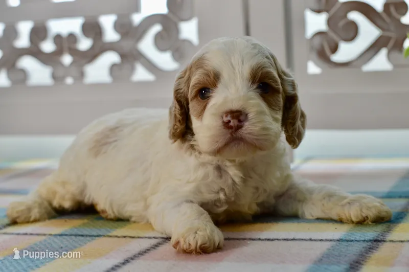 Charles – Cockapoo puppy for sale in Anderson, MO