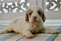 Charles, a male Cockapoo for sale in Anderson, MO – 1 of 8