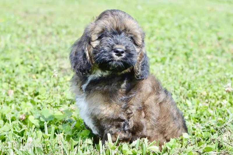 True – Cockapoo puppy for sale in Anderson, MO