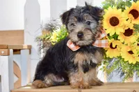 Felix, a male Silky Terrier for sale in Anderson, MO – 5 of 8