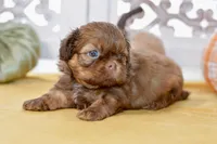 Winston, a male Shih Tzu for sale in Anderson, MO – 4 of 8
