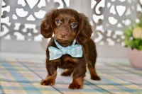 Nellie, a female Miniature Dachshund for sale in Anderson, MO – 6 of 8