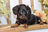 Caden, a male Miniature Dachshund for sale in Anderson, MO – 7 of 8