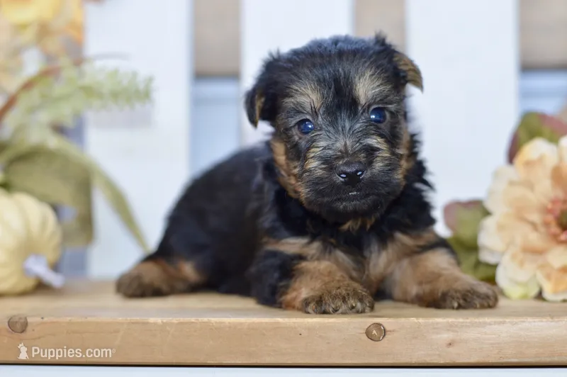 Emilio – Silky Terrier puppy for sale in Anderson, MO
