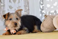 Fern, a female Silky Terrier for sale in Anderson, MO – 4 of 7