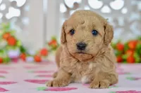 James, a male Miniature Goldendoodle for sale in Anderson, MO – 2 of 7