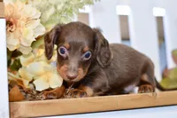 Charles, a male Miniature Dachshund for sale in Anderson, MO – 8 of 8