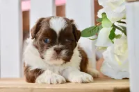 Banks, a male Shih Tzu for sale in Anderson, MO – 8 of 8