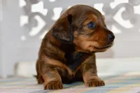 Debbie, a female Miniature Dachshund for sale in Anderson, MO – 6 of 8