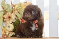 Kaycee, a female Shih Tzu for sale in Anderson, MO – 5 of 8