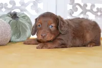 Thor, a male Dachshund for sale in Anderson, MO – 6 of 8