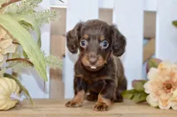 Crosby, a male Miniature Dachshund for sale in Anderson, MO – 6 of 6