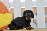 George, a male Dachshund for sale in Anderson, MO – 4 of 8