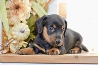 Sybel, a female Miniature Dachshund for sale in Anderson, MO – 8 of 8
