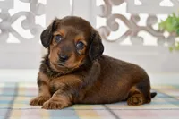 Darla, a female Miniature Dachshund for sale in Anderson, MO – 6 of 8