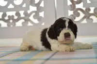 Chase, a male Cockapoo for sale in Anderson, MO – 2 of 8