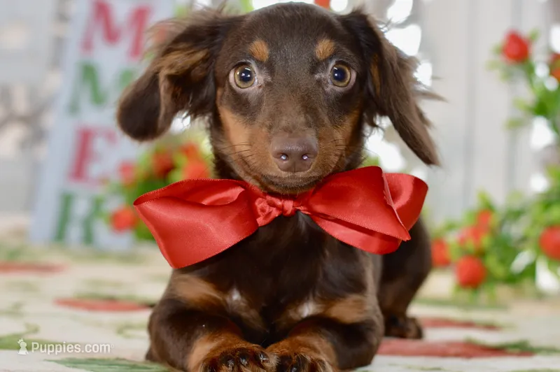 Nash – Miniature Dachshund puppy for sale in Anderson, MO