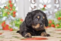 Marvin, a male Dachshund for sale in Anderson, MO – 8 of 8