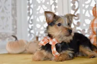 Fern, a female Silky Terrier for sale in Anderson, MO – 7 of 7