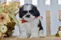 Kiara, a female Shih Tzu for sale in Anderson, MO – 7 of 8