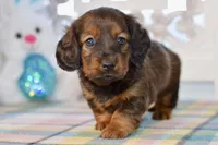 April, a female Miniature Dachshund for sale in Anderson, MO – Photo 2 of 8