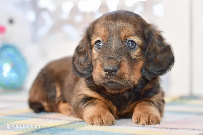 April – Miniature Dachshund puppy for sale in Anderson, MO