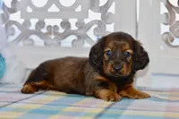 April, a female Miniature Dachshund for sale in Anderson, MO – Photo 7 of 8