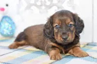 April, a female Miniature Dachshund for sale in Anderson, MO – Photo 8 of 8