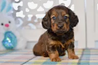 April, a female Miniature Dachshund for sale in Anderson, MO – Photo 6 of 8