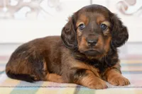 April, a female Miniature Dachshund for sale in Anderson, MO – Photo 4 of 8