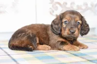 April, a female Miniature Dachshund for sale in Anderson, MO – Photo 5 of 8