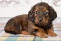April, a female Miniature Dachshund for sale in Anderson, MO – Photo 3 of 8