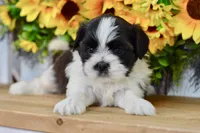 Kiara, a female Shih Tzu for sale in Anderson, MO – 3 of 8