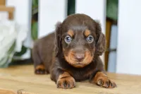 Hendrix, a male Dachshund for sale in Anderson, MO – 7 of 8