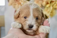 Penny, a female Shihpoo for sale in Anderson, MO – 3 of 8