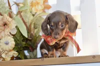 Luna, a female Miniature Dachshund for sale in Anderson, MO – 6 of 8