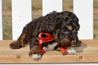 Simon, a male Cockapoo for sale in Anderson, MO – Photo 4 of 8